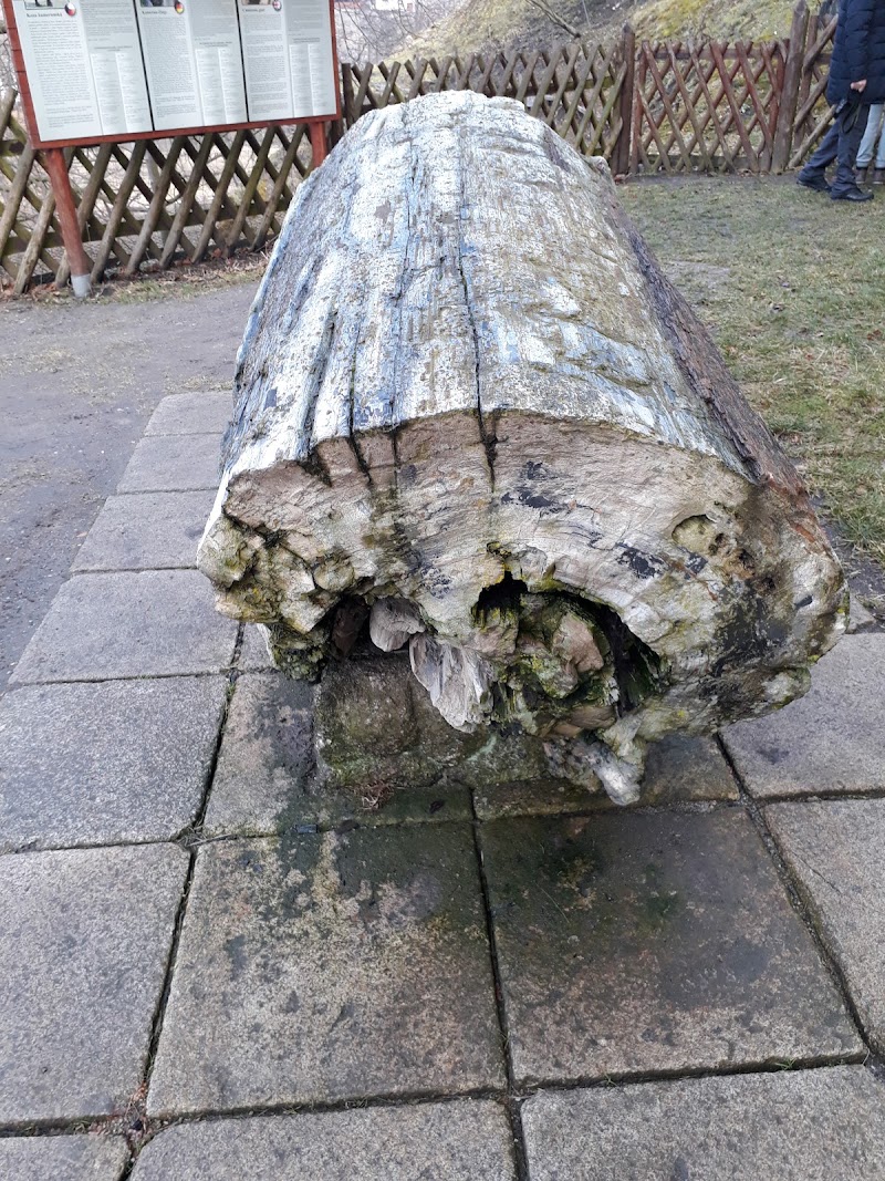 Zkamenělý strom - Zkamenělý strom, T. G. Masaryka, 357 33 Loket, Czechia