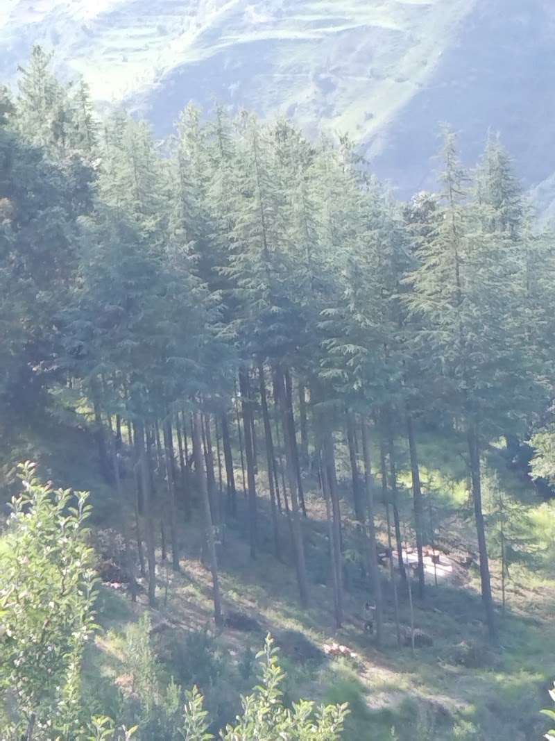 CHANDEL FOREST - CHANDEL FOREST 3C3Q+289, Darghot, Himachal Pradesh 171220, India