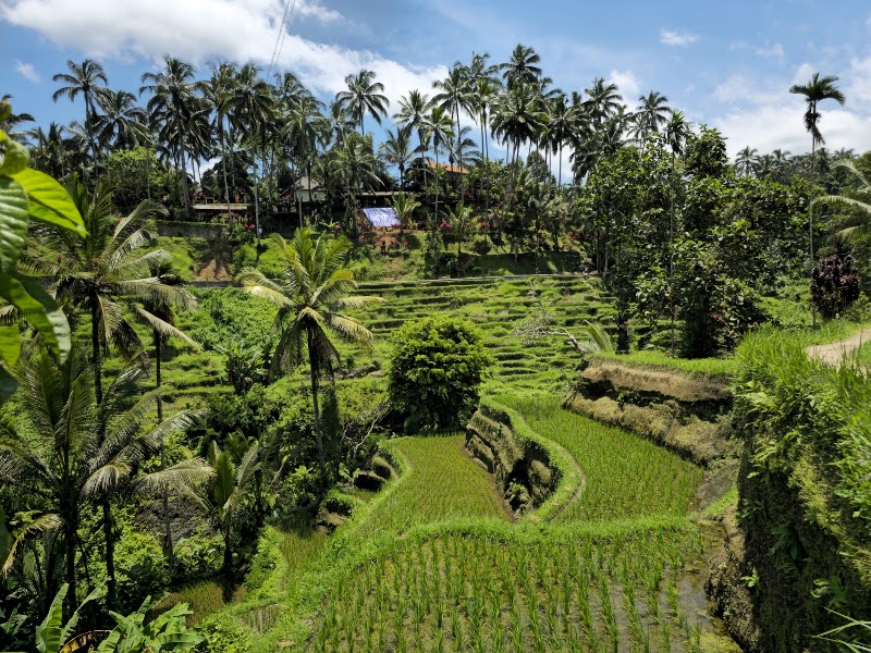 Tegallalang Rice Terrace - Tegallalang Rice Terrace Jl. Raya Tegallalang, Tegallalang, Kec. Tegallalang, Kabupaten Gianyar, Bali 80561, Indonesia