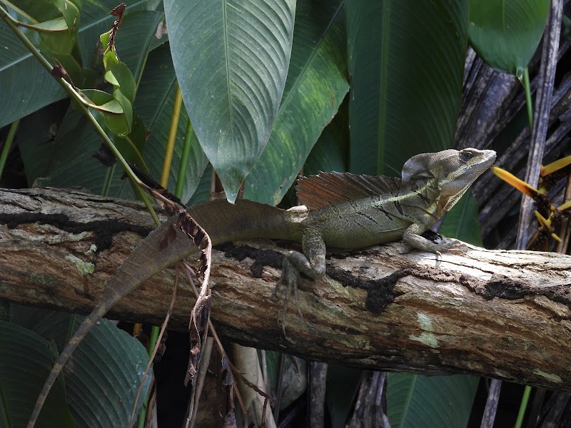 Manuel Antonio Wildlife Experience - Manuel Antonio Wildlife Experience, Puntarenas Province, Quepos, 60601, Costa Rica