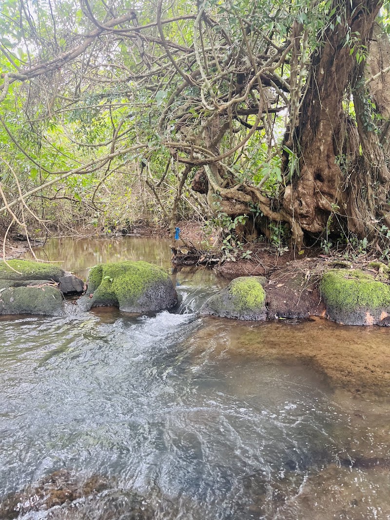 Zariwada Spring Cortali - Zariwada Spring Cortali 647V+QGF, Kotarli, Goa 403704, India