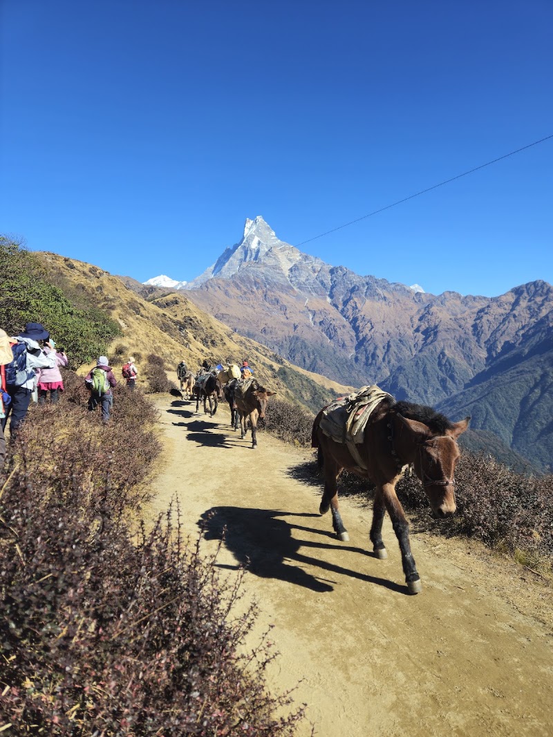 Low Camp (Mardi Himal Trek) - Low Camp (Mardi Himal Trek) CV34+7PG, Lwang Ghalel 33700, Nepal