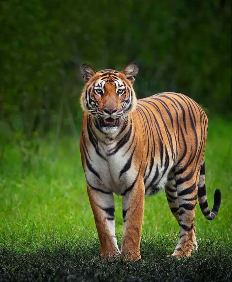 Kabini Reservoir