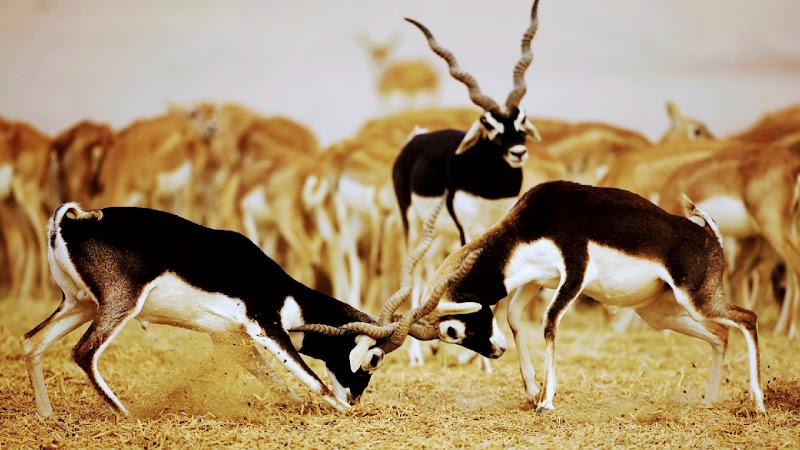 GUDA BISHNOI VILLAGE SAFARI