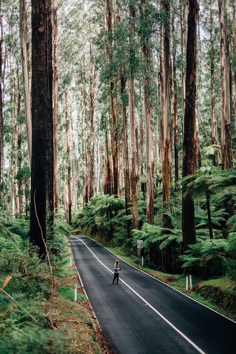 Yarra Ranges National Park - Yarra Ranges National Park, Lockwood Rd, Reefton VIC 3799, Australia