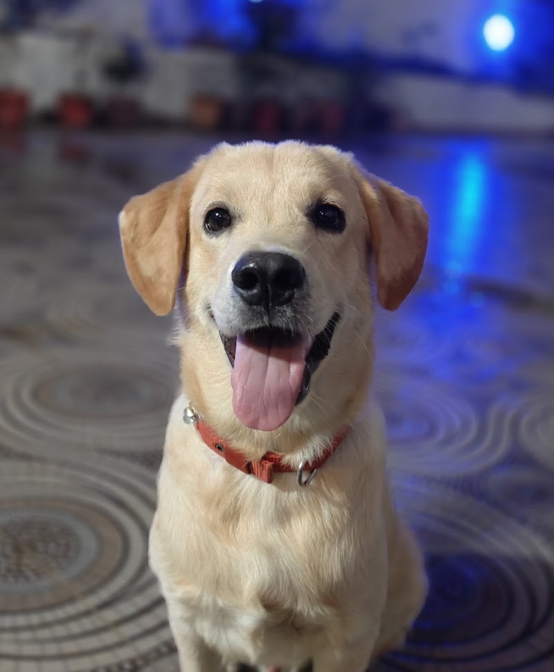 Petsvet animal hospital - Petsvet animal hospital A market, 23 A, Zonal Market, Sector 10, Bhilai, Chhattisgarh 490006, India