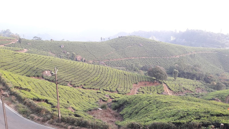 Munnar original special tea - Munnar original special tea 22rr+R28, Munnar - Aluva Rd, Mankulam, Kerala 685565, India