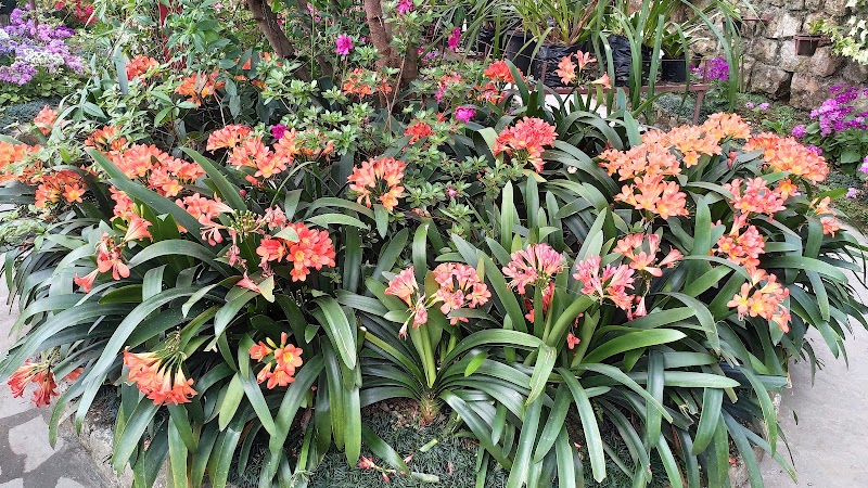 Botanical Nursery - Botanical Nursery 9J6H+767, Gangtok, Sikkim 737103, India
