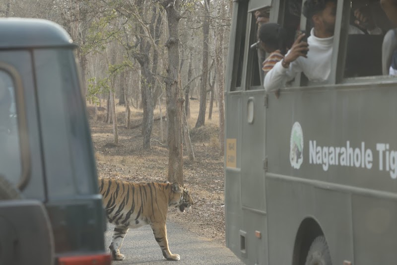 Kakanakote Safari Center, Dammanakatte Mysuru - Kakanakote Safari Center, Dammanakatte Mysuru, 2774+FP2, SH 33, Manchegowdanahalli, Antharasanthe, Karnataka 571114, India