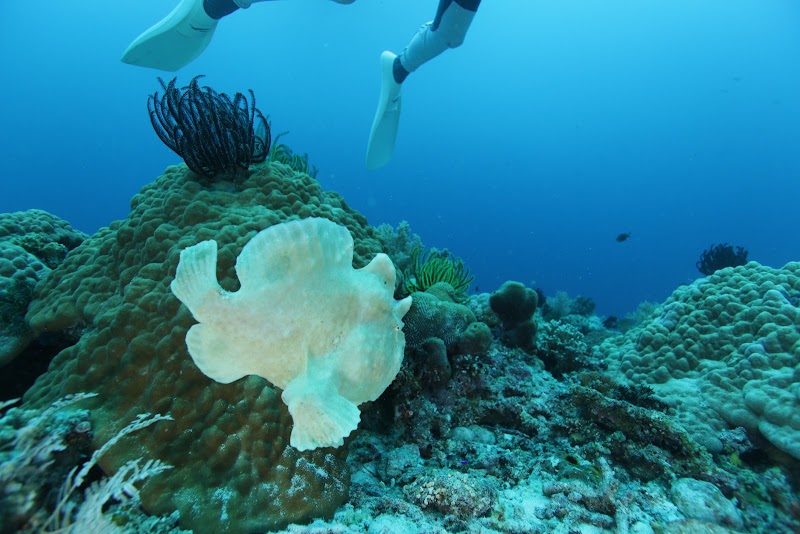 Balicasag Marine Sanctuary - Balicasag Marine Sanctuary GM8J+4QG, Panglao, Bohol, Philippines