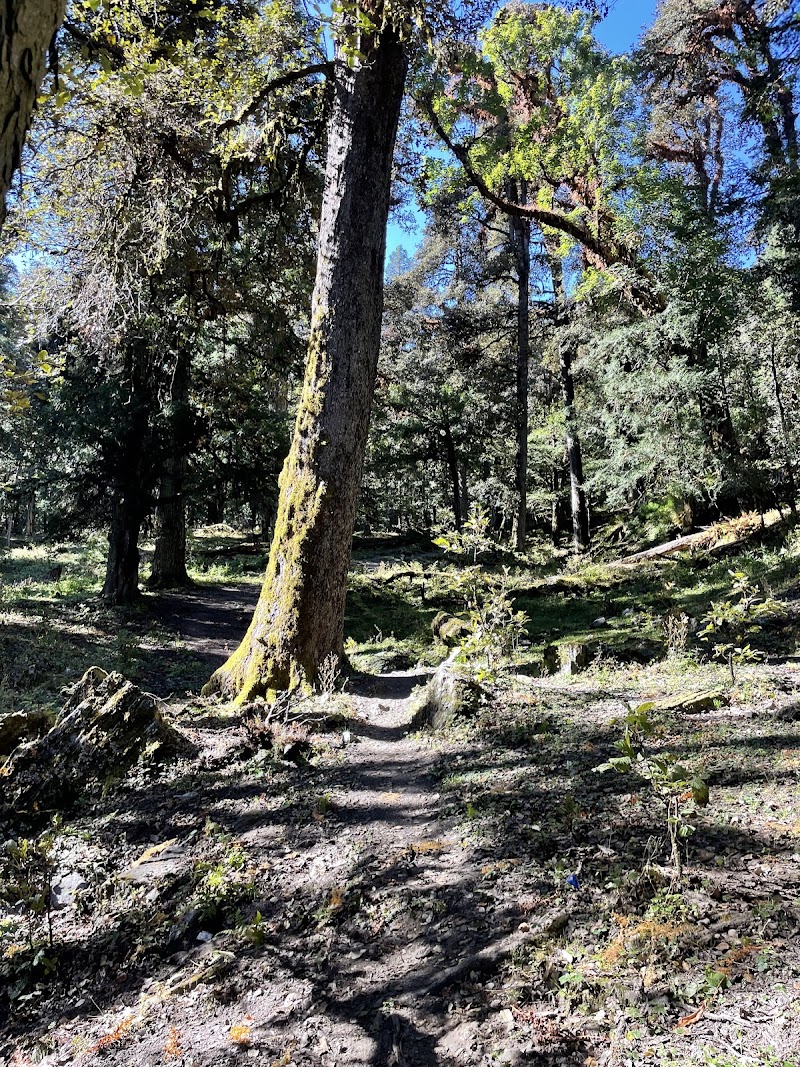 Tali Forest - Tali Forest, FHMP+QM, Kundikhola, Uttarakhand 246483, India