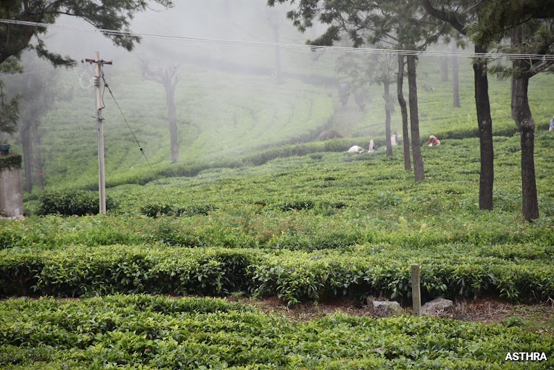 Conoor Tea Estates - Conoor Tea Estates 9RCM+4V5, Yedapalli, Tamil Nadu 643103, India