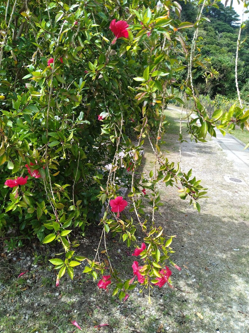 Ida beach - Ida beach Iriomote, Taketomi, Yaeyama District, Okinawa 907-1542, Japan