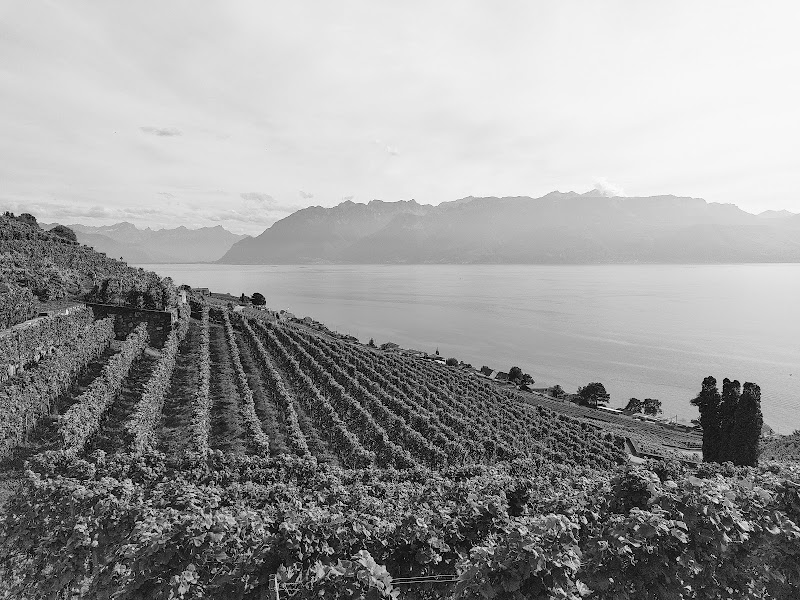 Terrasses viticoles de Lavaux - Cully - Terrasses viticoles de Lavaux - Cully Rue du Temple 17, 1096 Cully, Switzerland