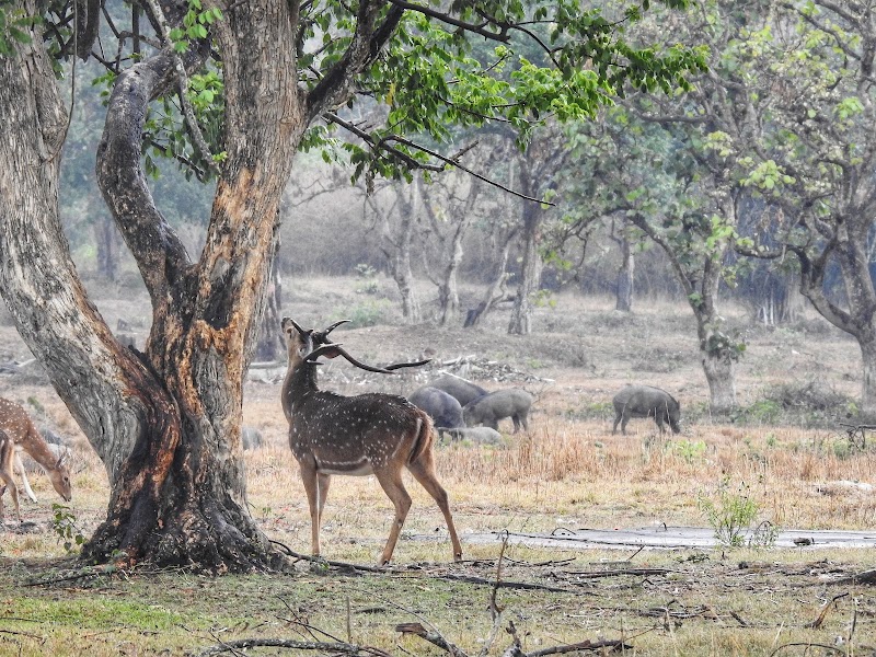 Bandipur National Park - Bandipur National Park Karnataka, India