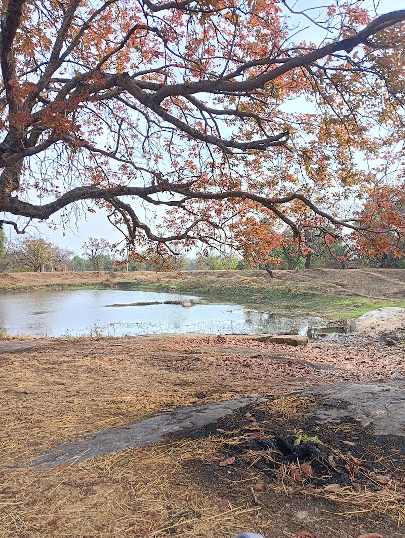 Lotus Pond, Kankerjora