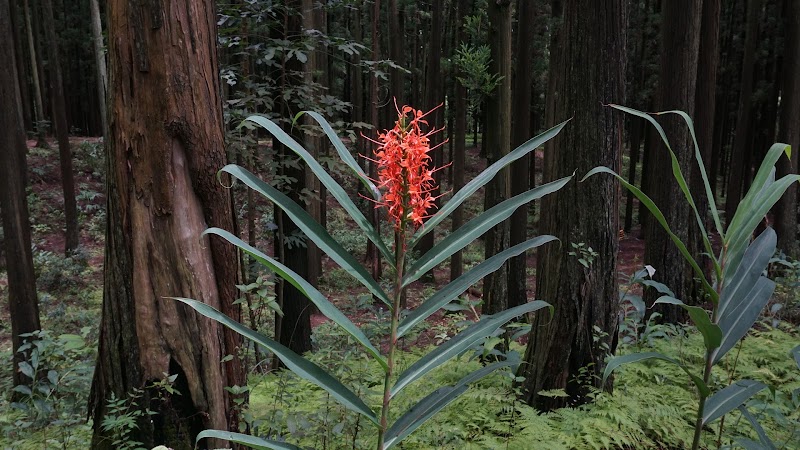 Malki Forest - Malki Forest HV5P+PJH, Unnamed Road, Malki, Shillong, Meghalaya 793003, India