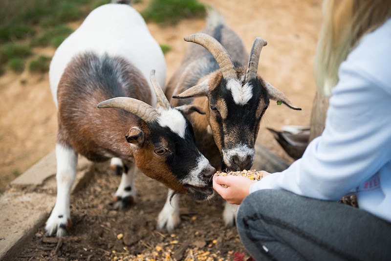 FarmCamps De Verloren Kost - FarmCamps De Verloren Kost Verlorenkostweg 1, 6271 NS Gulpen, Netherlands