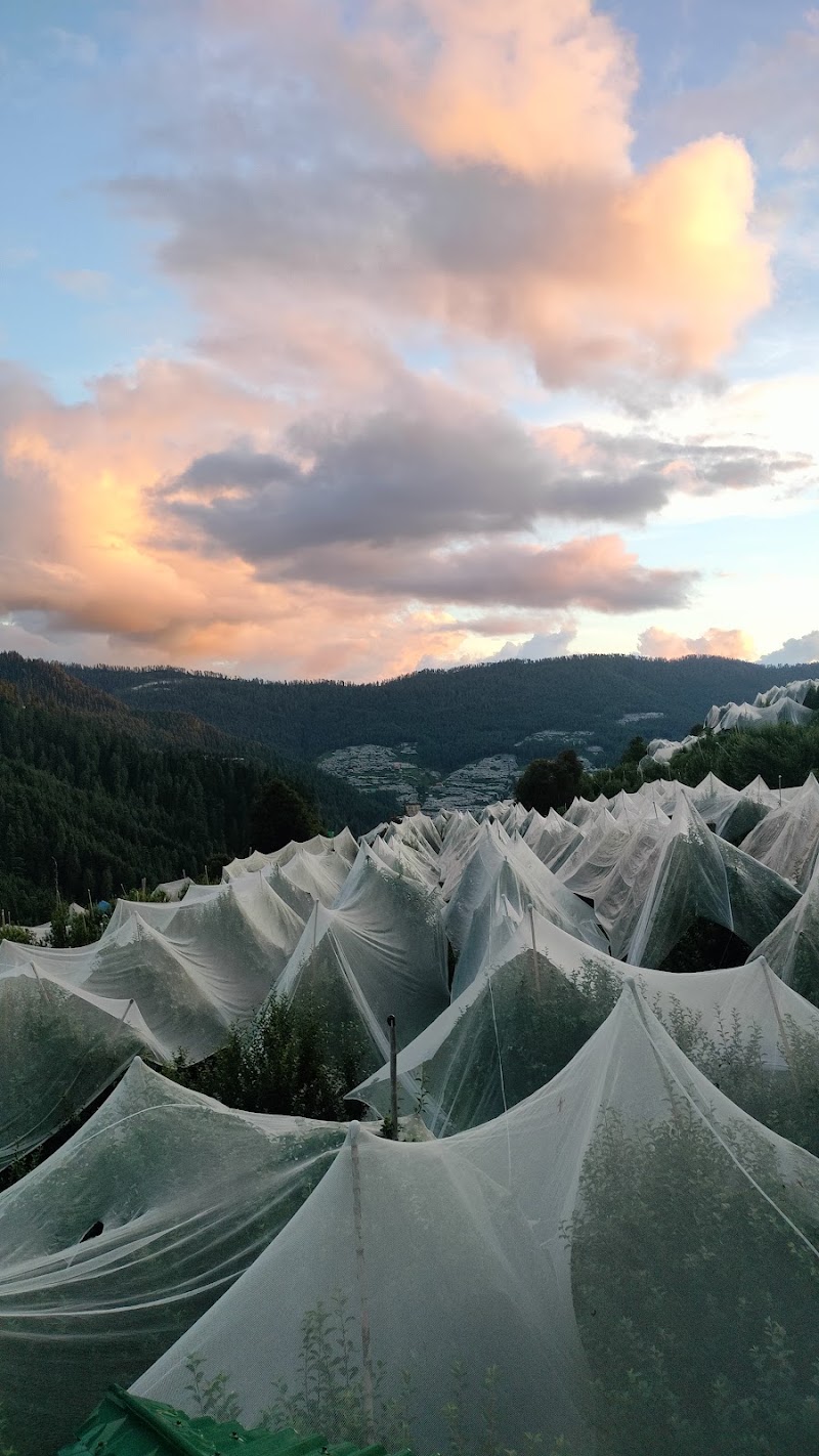 PS Orchards Kalna - PS Orchards Kalna, Kalna, Darbar Balsan, Himachal Pradesh 171220, India