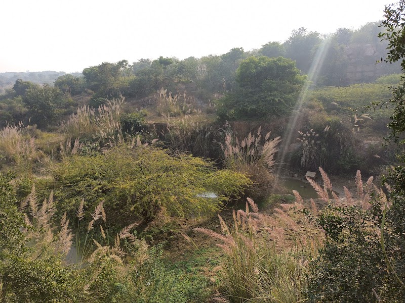 North Point Biodiversity Park Nathupur
