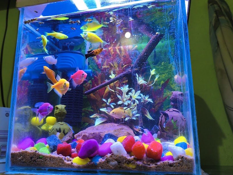 Fish & Fin Aquashop - Fish & Fin Aquashop, 2HX2+CV7, Dunguripali, Lariabahal, Odisha 767023, India
