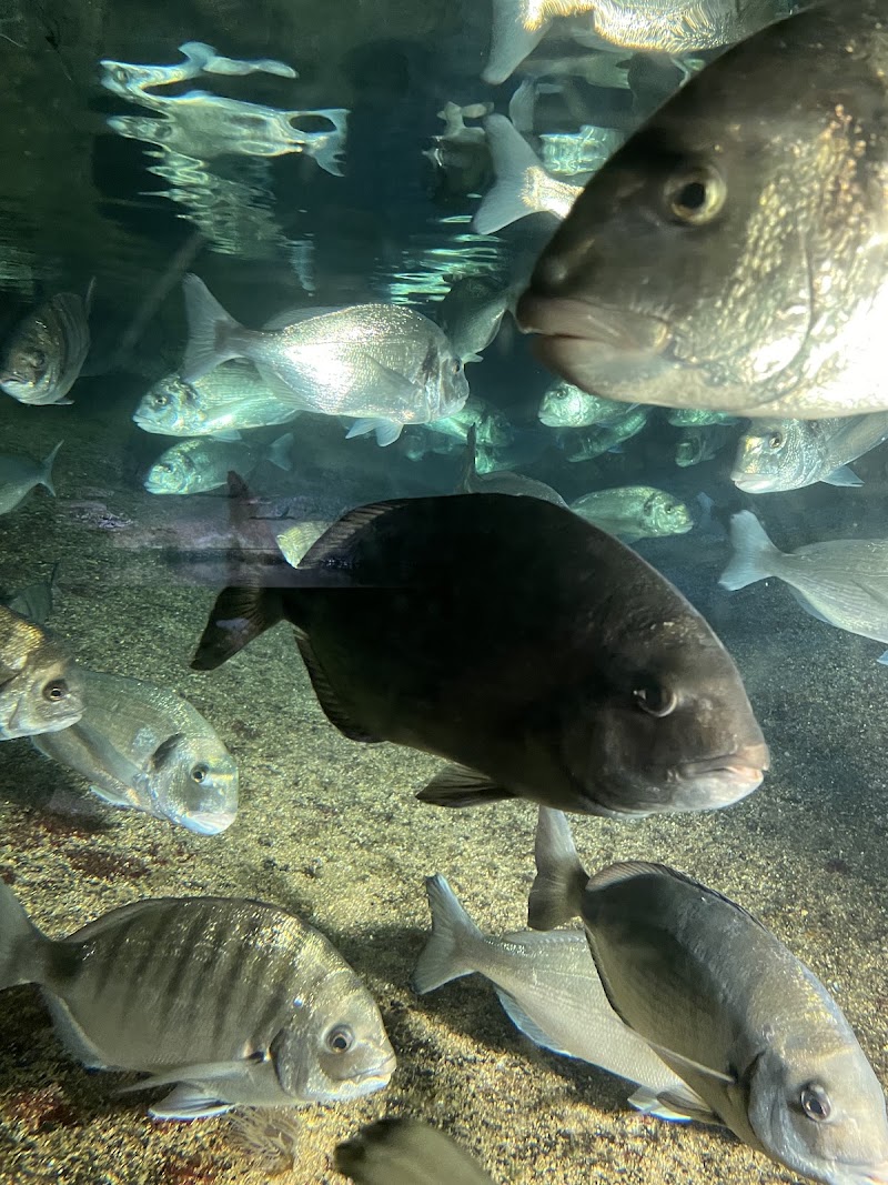 Aquarium Trégastel - Aquarium Trégastel, 37 Bd du Coz-Pors, 22730 Trégastel, France