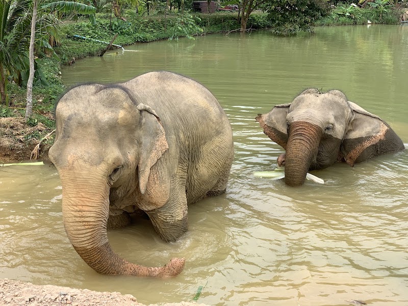 Following Giants Koh Lanta Ethical Elephant Sanctuary - Following Giants Koh Lanta Ethical Elephant Sanctuary, Klong Chak Waterfall RD, Tambon Ko Lanta Yai, Amphoe Ko Lanta, Chang Wat Krabi 81150, Thailand