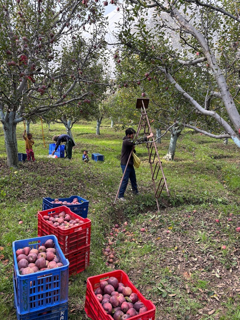 PS Orchards Kalna - PS Orchards Kalna, Kalna, Darbar Balsan, Himachal Pradesh 171220, India