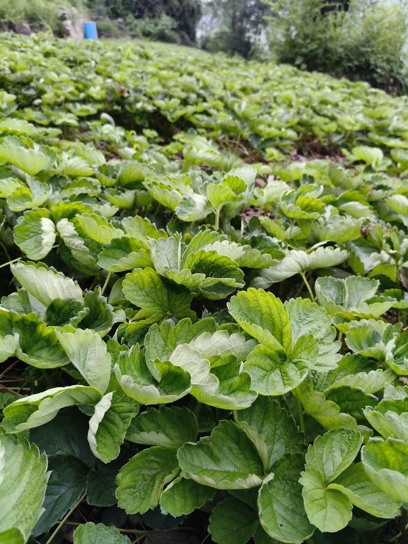 AKS STRAWBERRIES - AKS STRAWBERRIES Village Khaltoo Post Office Karganoo Village Khaltoo Post Office Karganoo, Tehsil, Rajgarh, Dhanach Shayaghat, Himachal Pradesh 173223, India