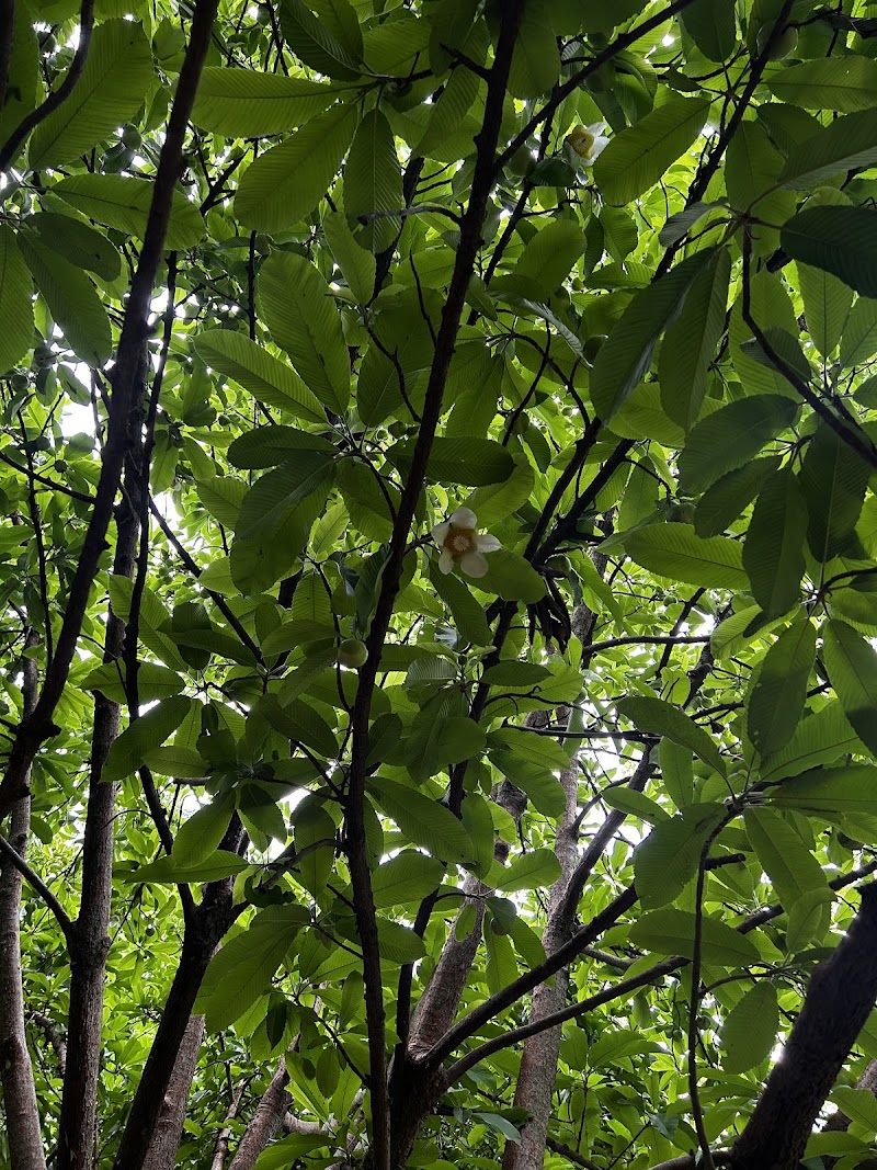 KoraWalks - KoraWalks Heble Park, Koramangala 3 Block, Koramangala, Bengaluru, Karnataka 560034, India