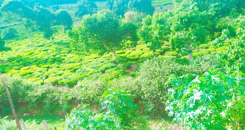 Top Hill Tea Factory - Top Hill Tea Factory, Sholurmattam Road, Amman Nagar, Denad, Kil Kotagiri, Tamil Nadu 643216, India