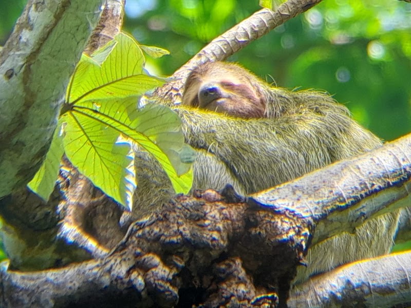 Manuel Antonio Nature Tours - Manuel Antonio Nature Tours, 50m NO de la entrada al PN Manuel Antonio, Provincia de Puntarenas, Manuel Antonio, 60601, Costa Rica