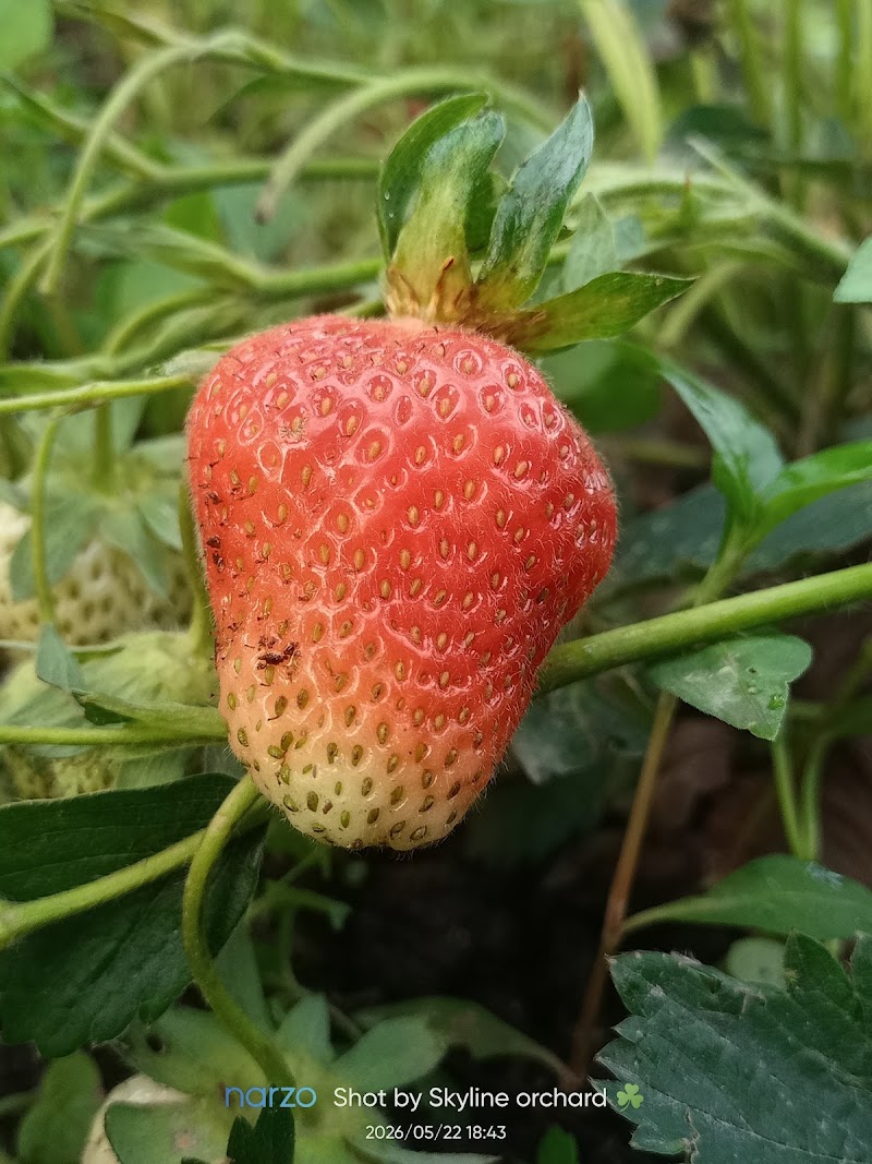 Skyline Orchards - Skyline Orchards, Q88R+CF, Sarahan, Manyashi, Himachal Pradesh 175134, India