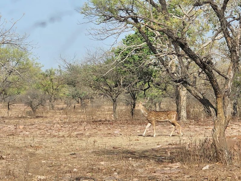 Gandhi Sagar Wildlife Sanctuary - Gandhi Sagar Wildlife Sanctuary, Chenpuriya, Madhya Pradesh 458118, India