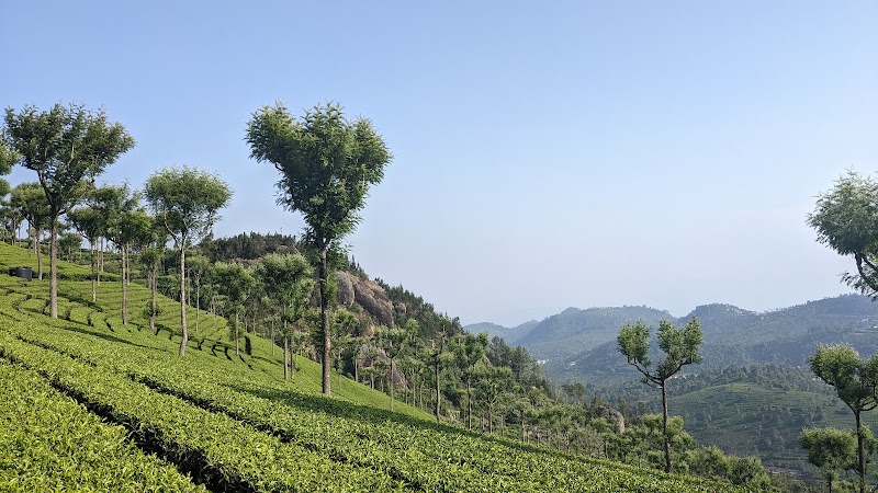 Kairbetta Estates Syndicate - Kairbetta Estates Syndicate, Off NH 15, Kotagiri, Nilgiris, Kotagiri, Tamil Nadu 643217, India