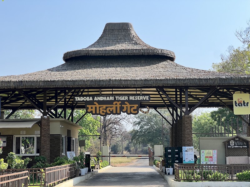 Tadoba Moharli Gate (Core Zone)