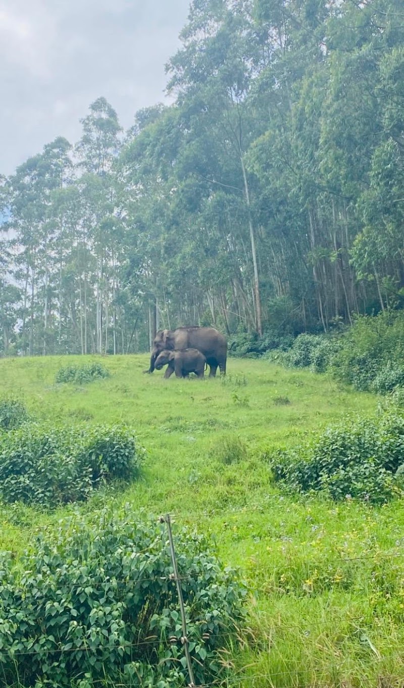 Munnar travel expert cabs - Munnar travel expert cabs Munnar Bypass, Anachal, Kerala 685565, India