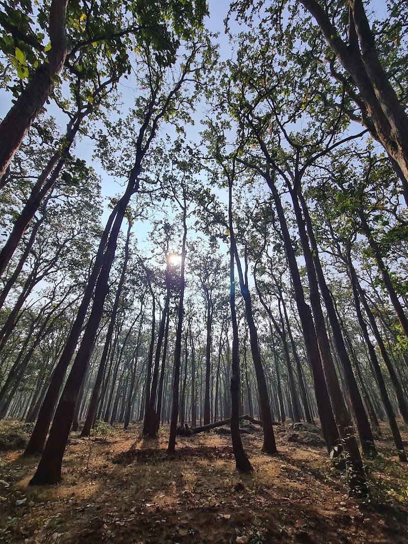 Saal and pine forest - Saal and pine forest F79G+864, Birjiatoli, Jharkhand 835218, India