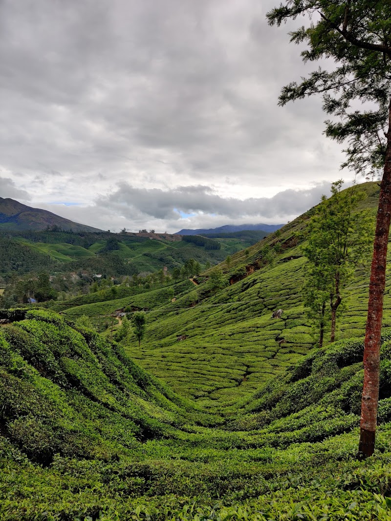 Route49 Adventures & Offbeat Experiences - Route49 Adventures & Offbeat Experiences 1st Floor Kalinivas Building, near Gandhi Statue, Nullatanni, Munnar, Kerala 685612, India