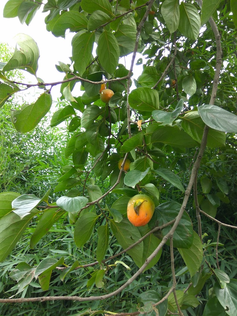 Johnson's Orchards - Johnson's Orchards, 344P+324, National Highway 21, Raison, Himachal Pradesh 175128, India
