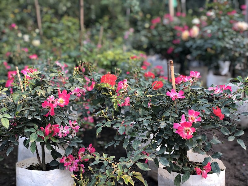 Vườn Hồng Sweet Rose - Vườn Hồng Sweet Rose, Cuối Ngõ 264 Âu Cơ, Hồng Hà, Hà Nội, Vietnam