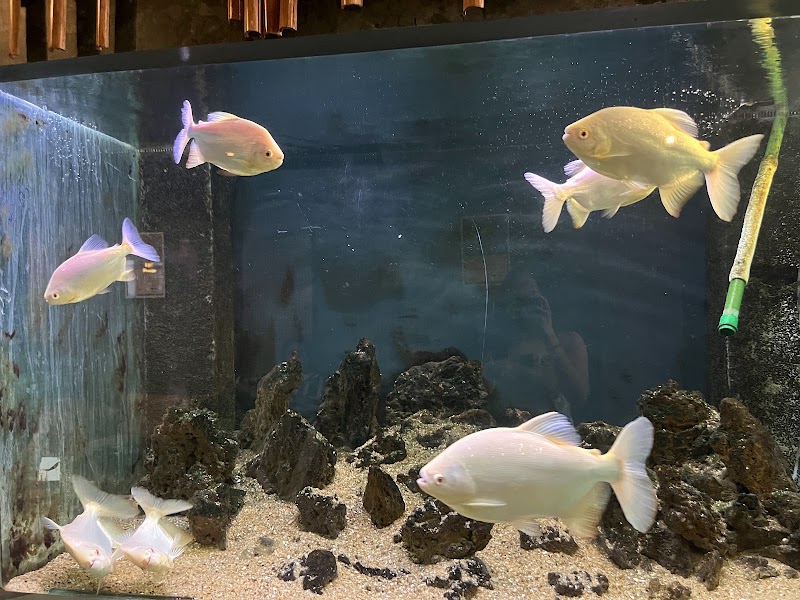 Aquarium Island Cafe - Bhimtal - Aquarium Island Cafe - Bhimtal, Aquarium Island, Bhimtal, Uttarakhand 263136, India
