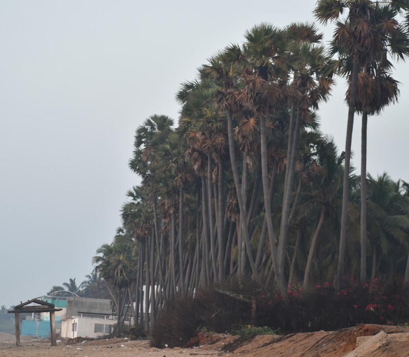 Auro beach - Auro beach, XRQX+3XJ, Kuilapalayam, Bommayapalayam, Tamil Nadu 605104, India