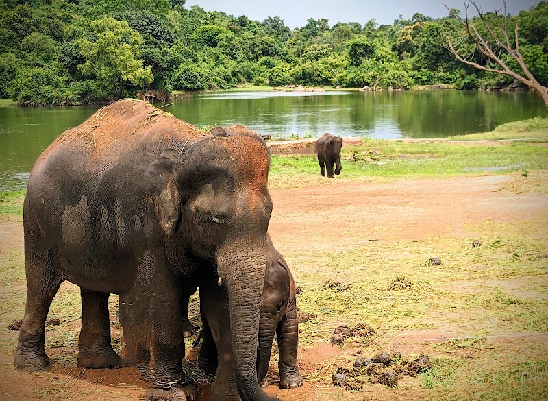 Bannerghatta National Park - Bannerghatta National Park National Park Rd, Bengaluru, Karnataka 560083, India