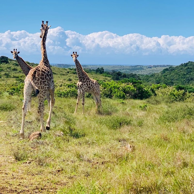 Inkwenkwezi Private Game Reserve - Inkwenkwezi Private Game Reserve, Schafli Rd, Chintsa West, KuGompo City, 5200, South Africa