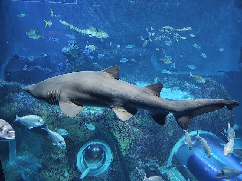 Sevilla Aquarium - Sevilla Aquarium Muelle de las Delicias, s/n, 41012 Sevilla, Spain
