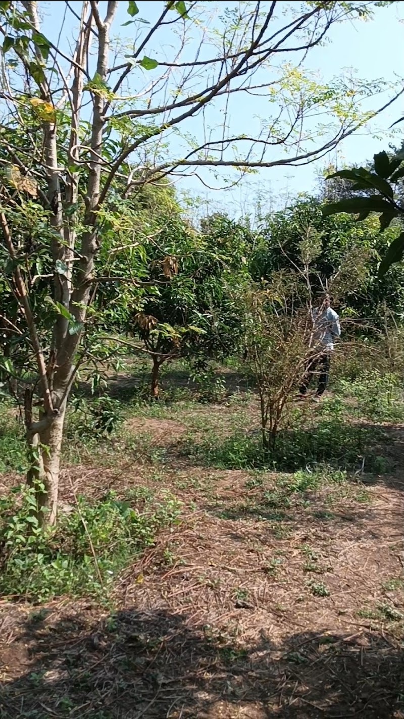 Sahu Farm - Sahu Farm, VPVM+GQ, Chhilpa, Odisha 766015, India