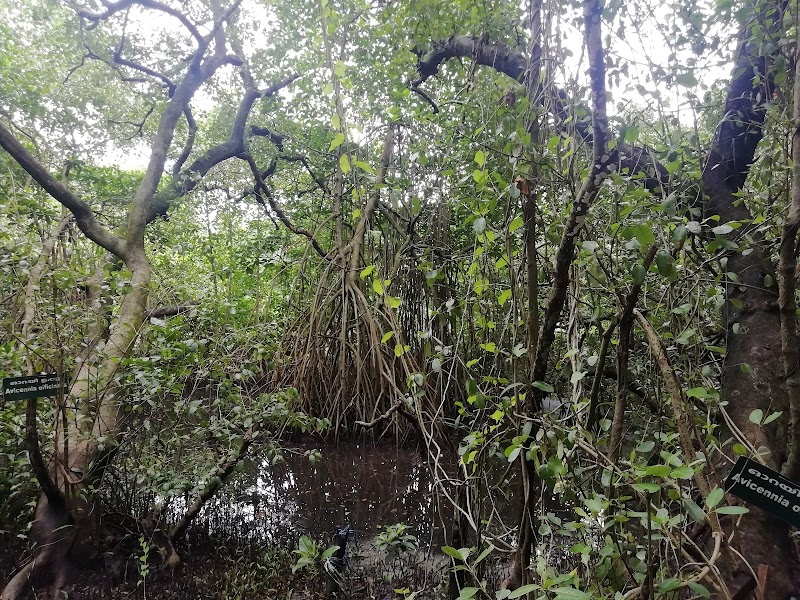 Mangalavanam Bird Sanctuary - Mangalavanam Bird Sanctuary High Ct Rd, Marine Drive, Kochi, Kerala 682018, India