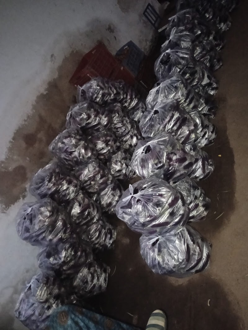 CHR Farms & Safe Farm - CHR Farms & Safe Farm, Changori, Chhattisgarh 491111, India