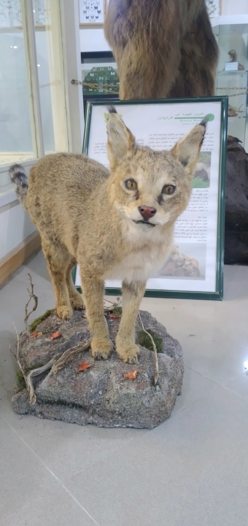 Wildlife Museum - Wildlife Museum, 678W+G24, Ardabil, Ardabil Province, Iran
